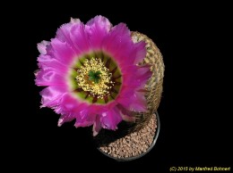 Echinocereus reichenbachii v. caespitosus 1544